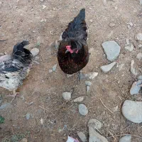 تخم مرغ نطفه دار|خوردنی و آشامیدنی|مشهد, میعاد (شهرک غرب)|دیوار