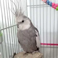 عروس هلندی نر بالغ