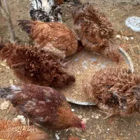 مرغ و خروس پاپر و پرپری بسیار زیبا