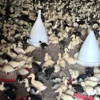 جوجه اردک ۳۲روزه واکسن خورده سعی سالم