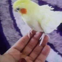 عروس هلندی دستی