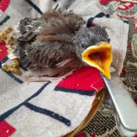 جوجه مینادرشت وسلامت