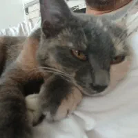 واگذاری گربه رایگان|گربه|شیراز, حجت آباد|دیوار