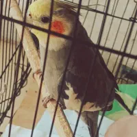 عروس هلندی نر بالغ