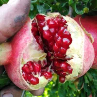 فروش انار خطی ترکیده و میدانی|خوردنی و آشامیدنی|بختگان, |دیوار
