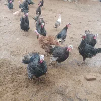 فروش چند عدد بوقلمون