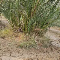 نخل برحی|گل و گیاه طبیعی|چمران, |دیوار