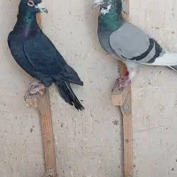 ۴تاش پلاکی عجل