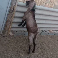 چپیش نربز چپش نری