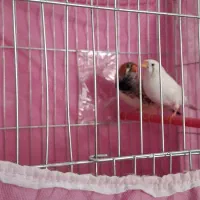 فنچ کینگ انگلیسی