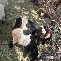 دوتامادع ی نر