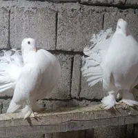 کبوتر دم چتری انگلیسی