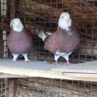 کبوتر شمرونی دولابی گرو|پرنده|خمینیشهر, |دیوار