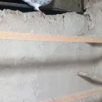 کفتر تهرانی پرشی