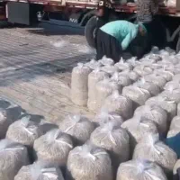 تفاله چغندر|حیوانات مزرعه|فرخ‌شهر, |دیوار