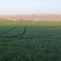 فروش گندم آبی