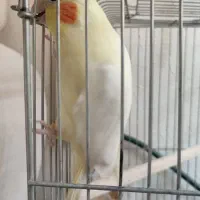 عروس هلندی|پرنده|اصفهان, شهرک کاوه|دیوار