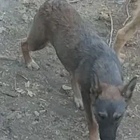 بلژین مالیونز ماده