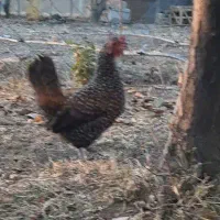 مرغ و خروس زینتی