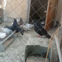 کفتر سیاه|پرنده|شیراز, ارم|دیوار