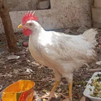 خروس
