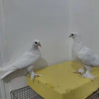 دوجفت جوجه گره طوق و سفید|پرنده|میناب, |دیوار