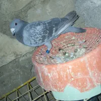 پلاکی سه سال نشسته