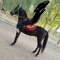 پانسیون اسب