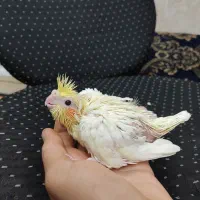 جوجه عروس هلندی لوتینو|پرنده|اهواز, چنیبه پایین|دیوار