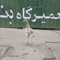 لاری اوشامو