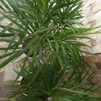 گل های خاص برا روزهای خاص. کادوی روز مادر|گل و گیاه طبیعی|فردیس, فردیس|دیوار