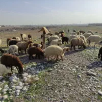 میش و بره عربی|حیوانات مزرعه|دزفول, |دیوار