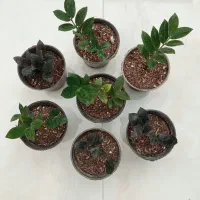 انواع گل بمناسبت روز مادر|گل و گیاه طبیعی|میبد, |دیوار