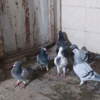 صید|پرنده|مشهد, شهید قربانی|دیوار