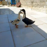دو عدد اردک نرو ماده