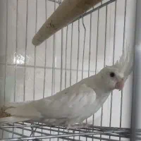 عروس هلندی آلبینو|پرنده|خرم‌آباد, |دیوار