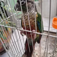 گیرینچیک|پرنده|مشهد, کوی سیدی|دیوار
