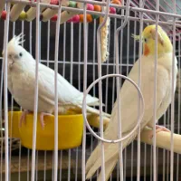 عروس هلندی نر و ماده(جفت)