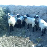 گوسفند|حیوانات مزرعه|زابل, |دیوار