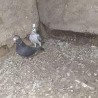 کبوتر جفتگاه