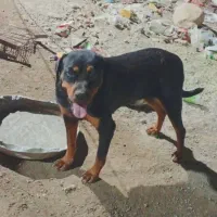 این سگ دوزیدن هرکسی که دوزرامعرفی کند