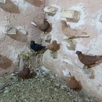 ۷تا ماده دم سفید