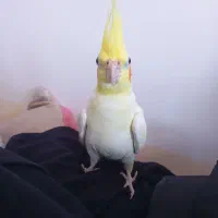 عروس هلندی گم شده در تخت|پرنده|تخت, |دیوار