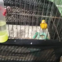 قناری نر|پرنده|مرودشت, کناره|دیوار