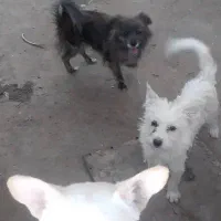 واگذاری انواع پاکوتاه|سگ|یزد, |دیوار