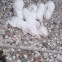 خرگوش سفید کوچک