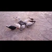 صید|پرنده|سرولایت, |دیوار