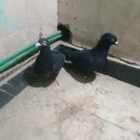 مجسمه زاغ سیستانی|مجسمه، تندیس، ماکت|زاهدان, |دیوار