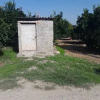 باغ پرتقال|فروش دفتر صنعتی، کشاورزی، تجاری|کیاکلا, |دیوار