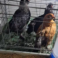 فروش 3مرغ کاکلی پاپر ریشو 6 ماهه|حیوانات مزرعه|آمل, |دیوار